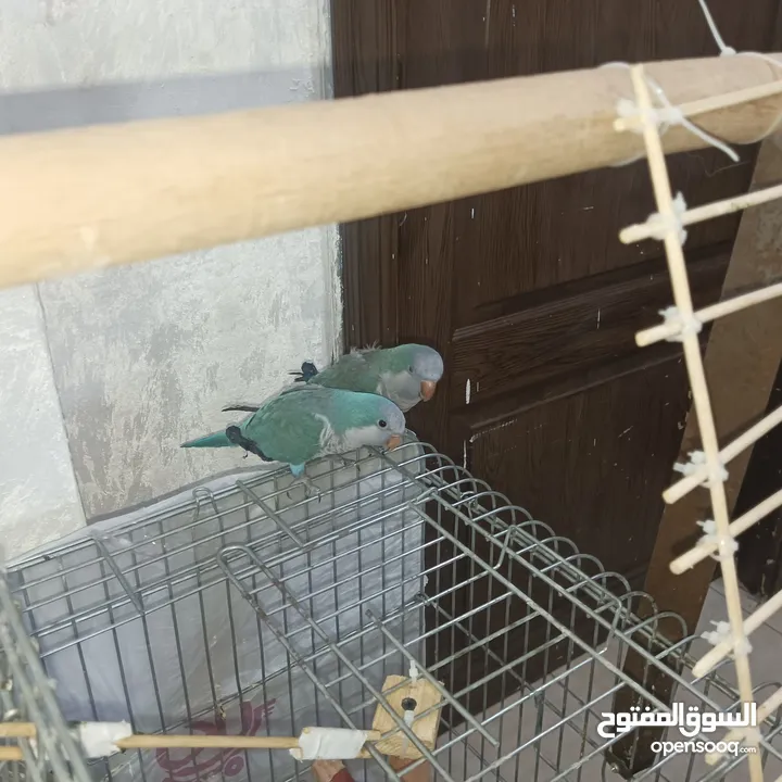 زوج ببغاء كويكر للبيع مع قفص تقريباً 90 سم
