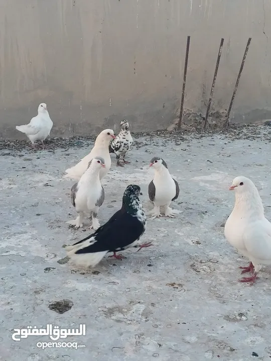 حمام فرنسي للبيع الفرنسي و اللاهور  بايع كوم كامل للاستفسار عنهم