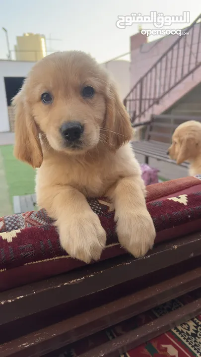 للبيع جراوى جولدن ريتريڤر بيور - for Sale puppies Golden retriever