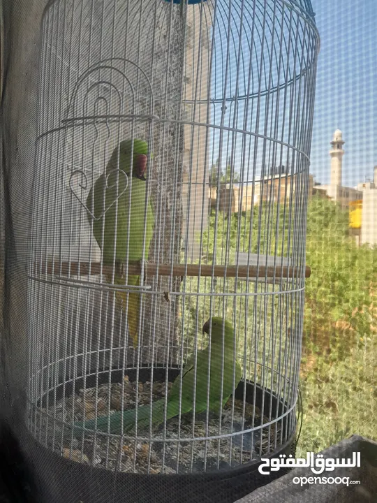 شيكو  ببغاء درة هندي يقلد صوت القطة  وسكر ا تصفر وتحاول الكلام مع قفص واكل التوصيل داخل نابلس بعشرين
