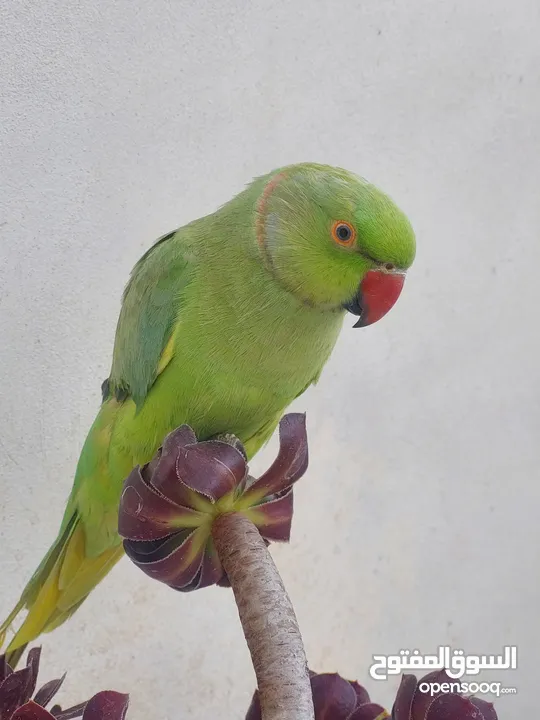 ببغاء درارة هندي ذكر كوكو عمر سنتين مطوق اليف جدا ما بعض نهائي لعوب بحب الاطفال