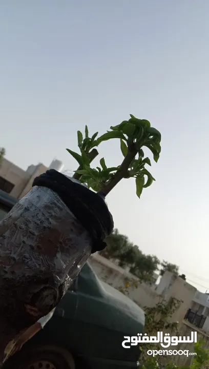 تنسيق الحدائق المنزليه وتشكيل أشجار الزينه وقص كافة الأشجار وتلقيمها