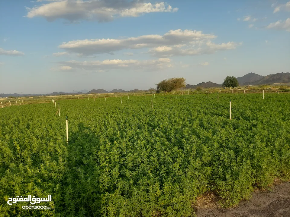 Farm for rent,Or sell  abundant water,  وللبيع المزرعه thank God