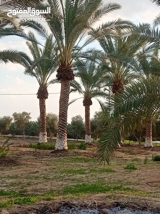 بيع نخيل مثمر وزينه وشنطونيا