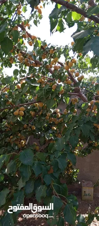 بيت مستقل للبيع من المالك مباشرة
