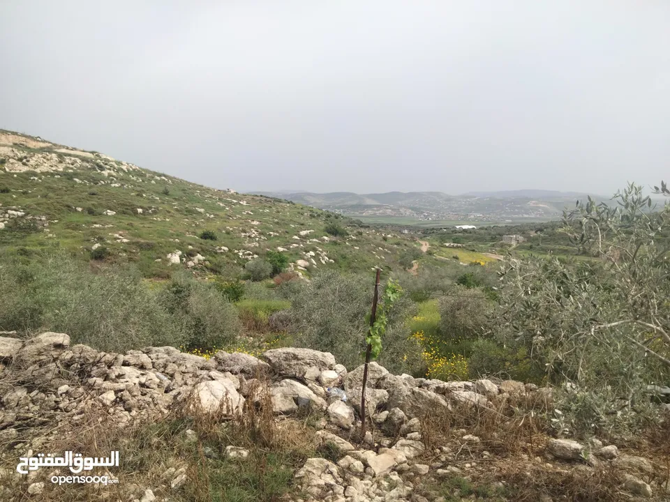 عمرو عبيدي
