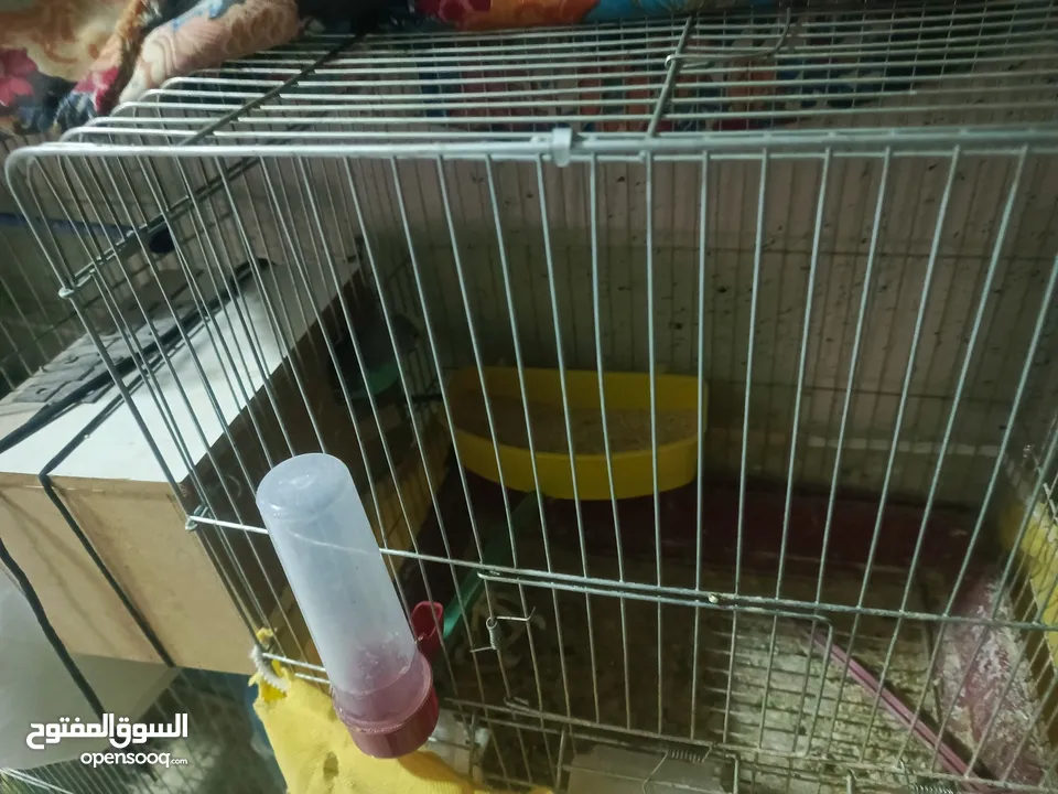 طيور حب للبدل او بيع