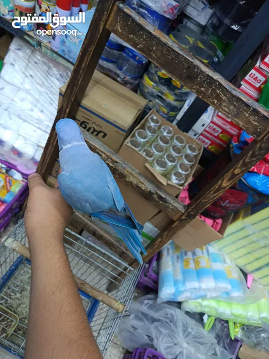 ببغاء دره لون ازرق طفره