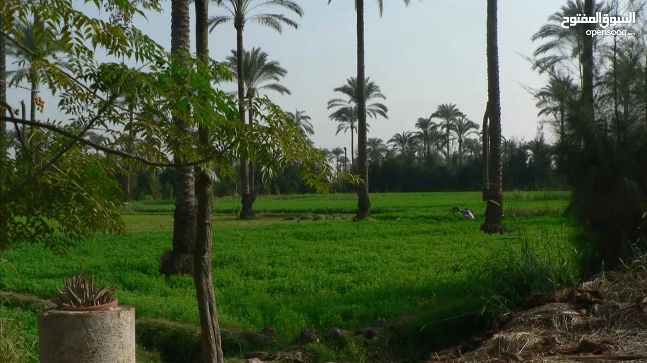 قطعة أرض زراعية للبيع المحمودية مجاور محطة الدليمي مقابل المتنزه
