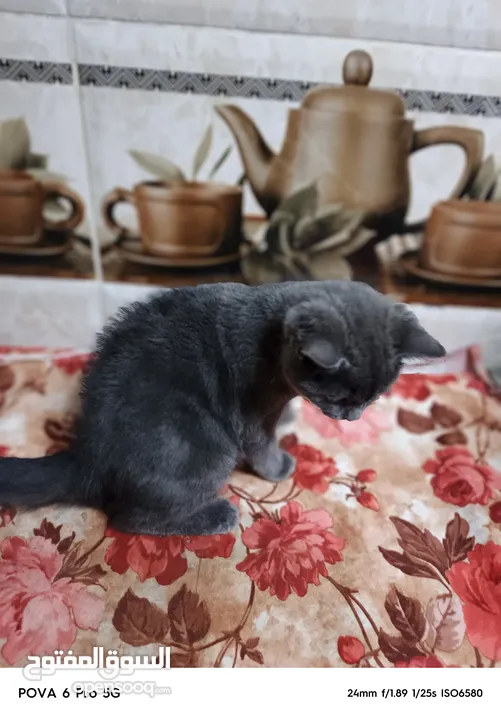 سكوتش ستريت  من ام واب سكوتش صنف عالي