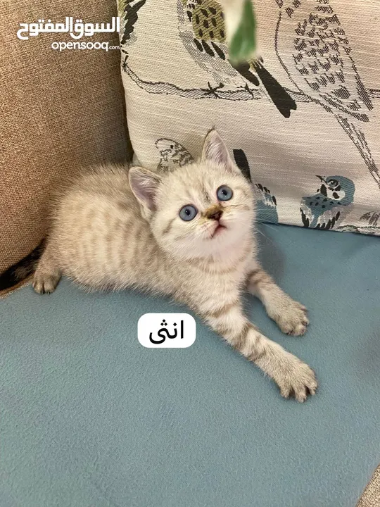 سكوتش استريت