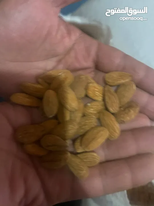 in Dubai قابله اللوز  Almonds mamera