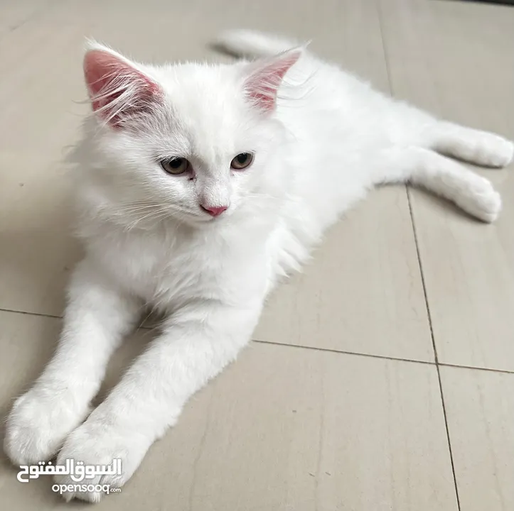 Pure Persian cat قطط شيرازي بيور