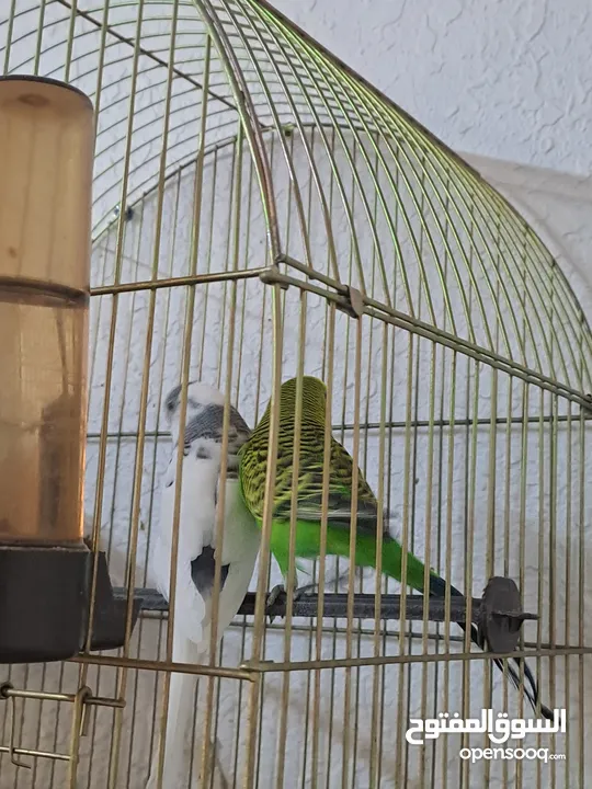 جوز حب شغالات بصلاه على النبي