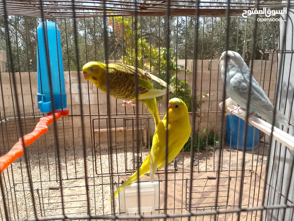 طيور مشكله شغاله للبيع اقرا الوصف