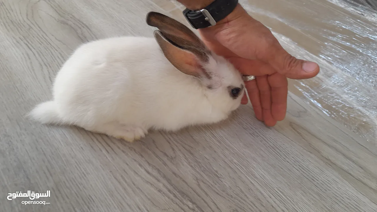 أرانب عدد 2