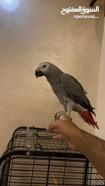 كاسكو مزرعة للبيع حبة بالصلاة علنبي