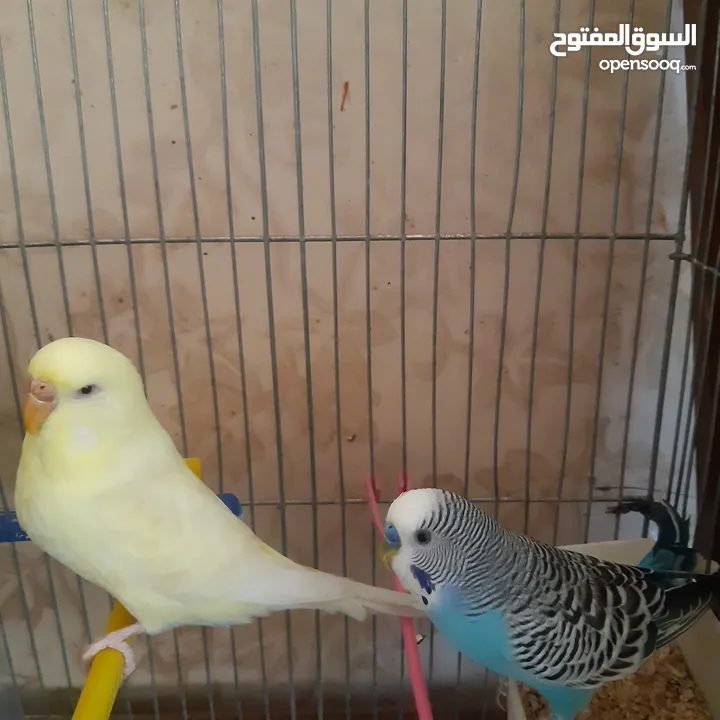 طيور حب للبيع سعر الجوز 15دينار مع قفص والمعالفه وبياضاه . طيور حب انجليزي