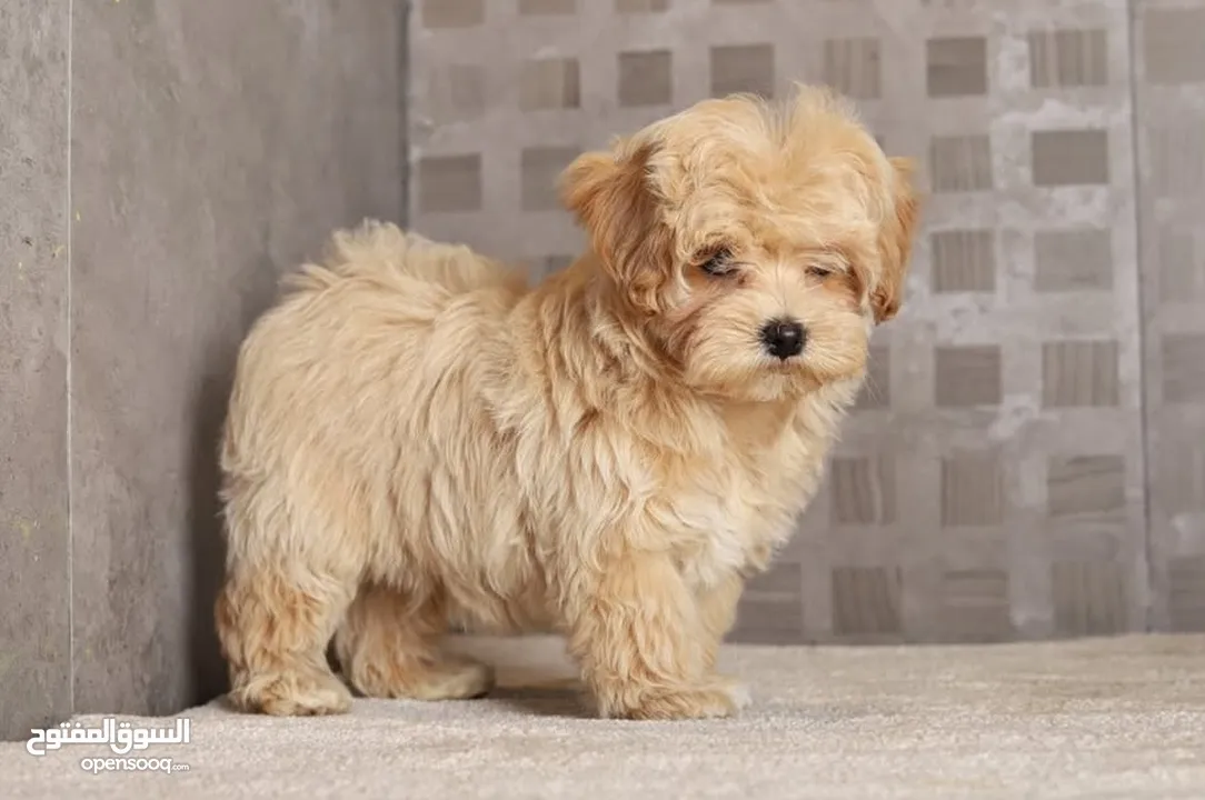 Maltipoo  جراء مالتيبو