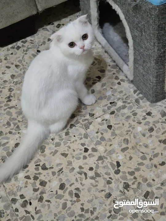 Scottish fold for adoption