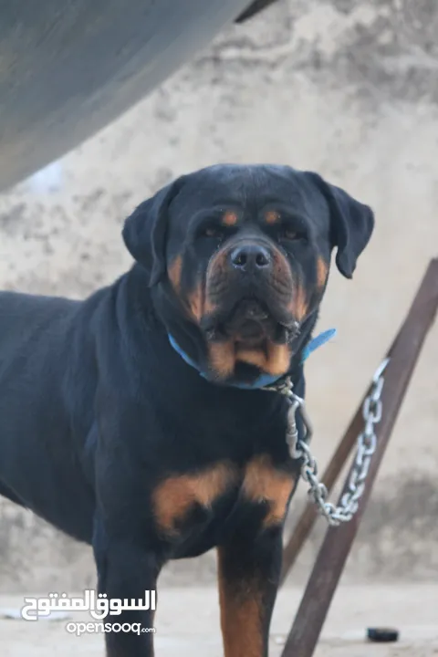 Male Rottweiler