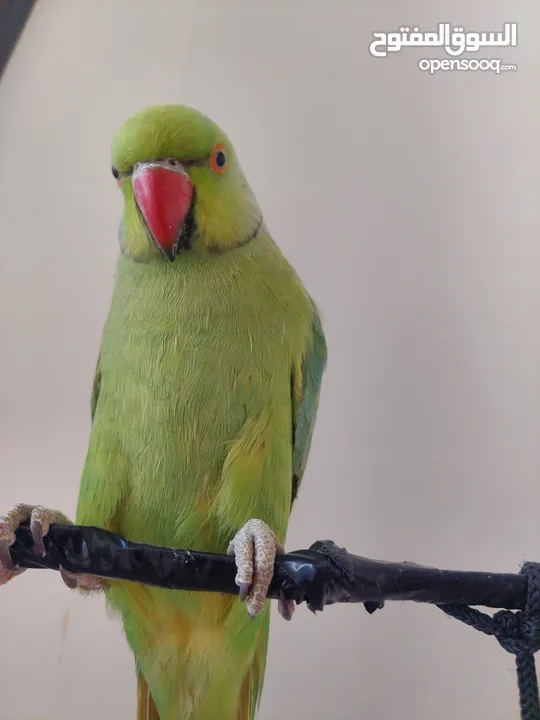 ببغاء درارة هندي ذكر اسمو كوكو عمر سنتين مطوق اليف جدا ما بعض نهائي لعوب بحب الاطفال