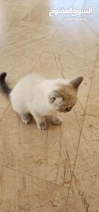 قط همالاين مميز للبيع