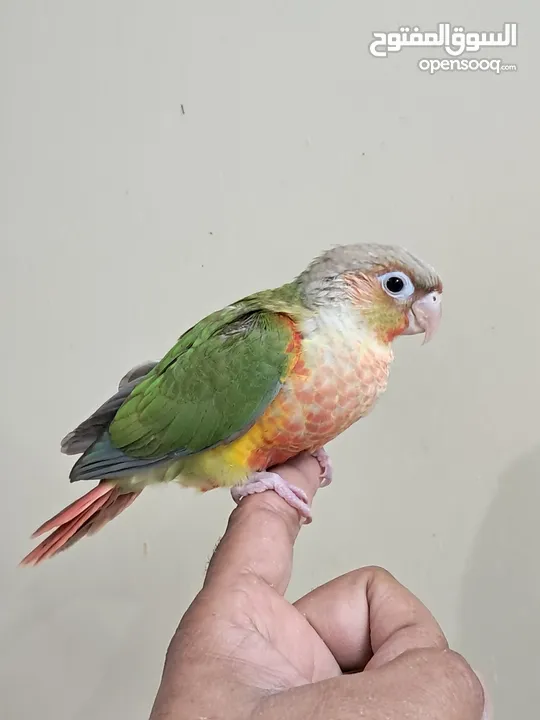 pineapple conure 3.5 months old