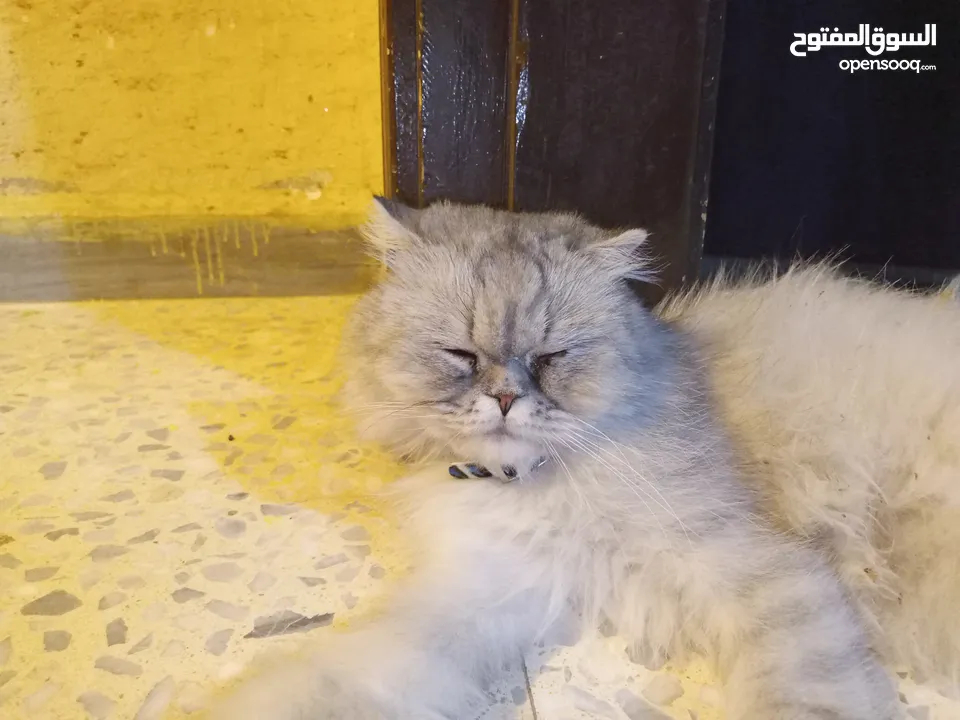 قطه هملايا انثى