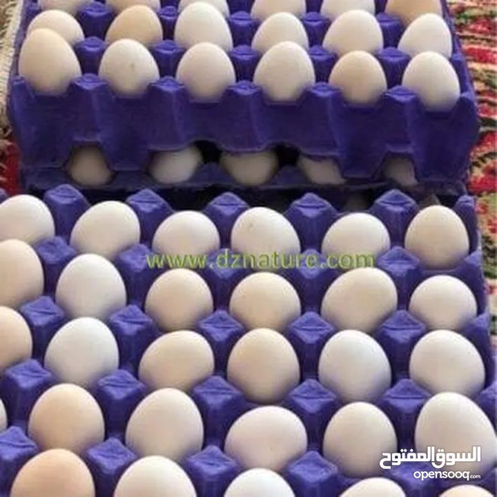 بيض دجاج عربي للبيع