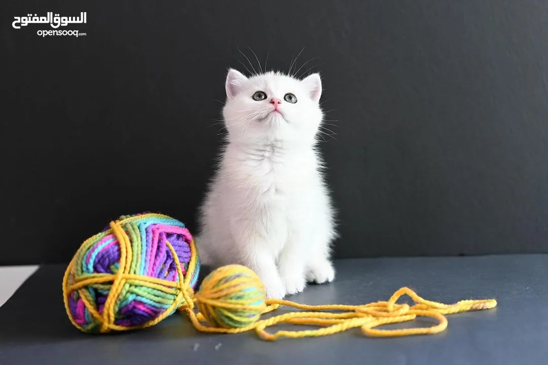 Scottish  Fold kittens  for adoption