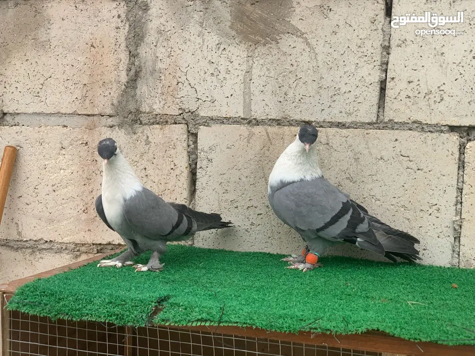جوز شخاشله ع الاول