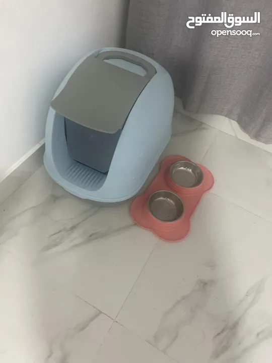 Plate and Cat toilet bowl