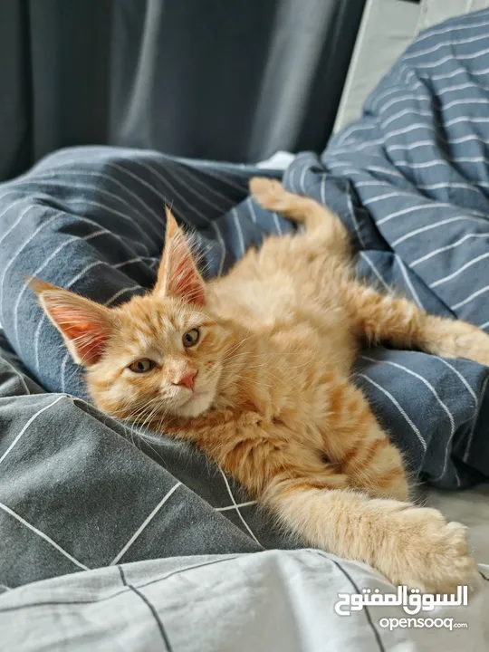 Mainecoon kitten