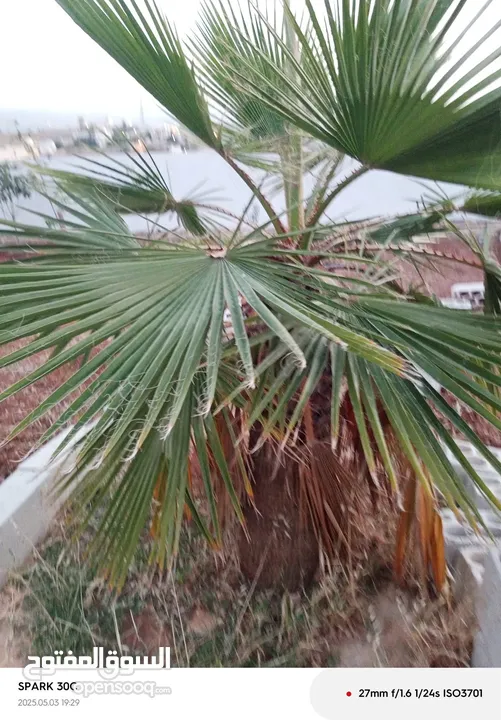 شجرة نخيل زينه