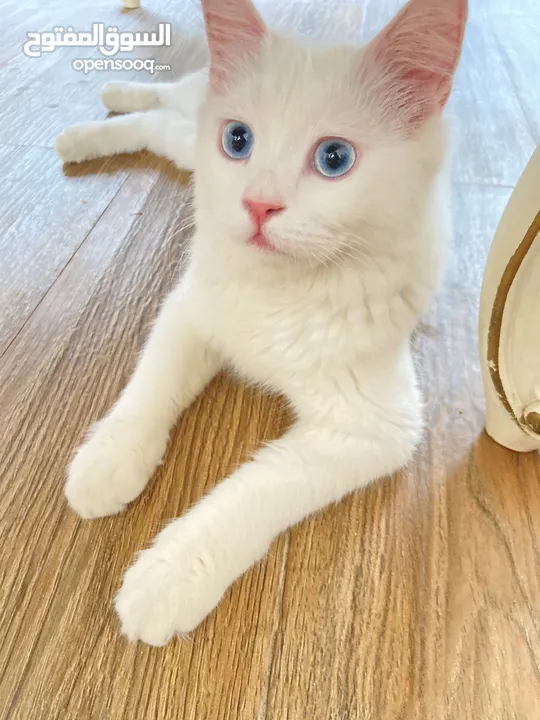 قطة انثى بيضاء