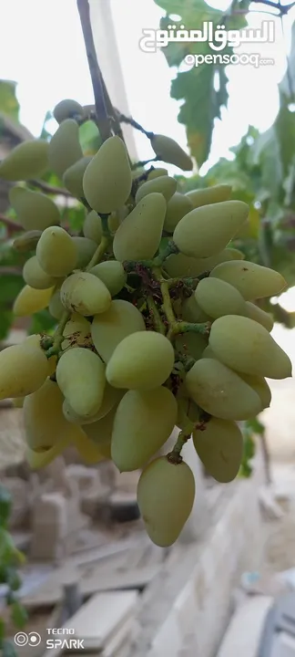 عنب للورق و الثمر تقليم