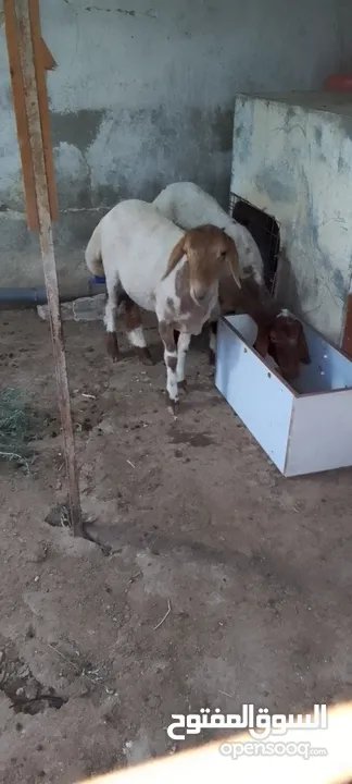 عمان جاوا عبرتين عمر ثمانيه اشهر