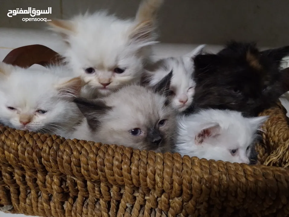 قطط للبيع السعار مشكله