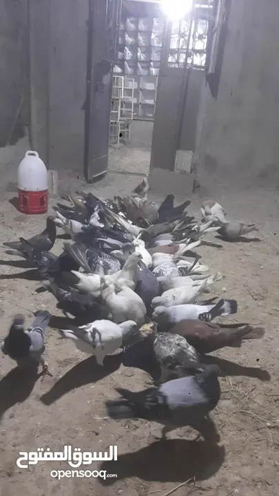 خم حمام للبيع انواع احجام