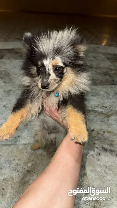 Pomeranian Pet blue merle