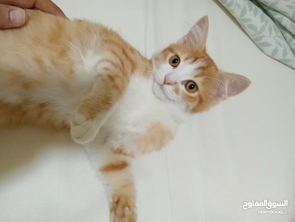 قط للتبني  cat for adoption