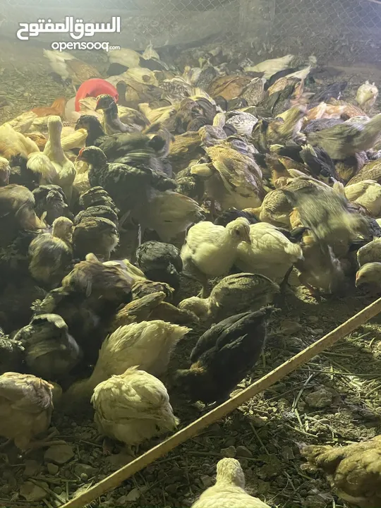 دجاج عماني فرنسي  عمر شهر تم تلقي التحصينات السعر  0.35 بيسه