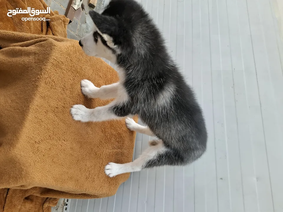 2months Female husky puppy