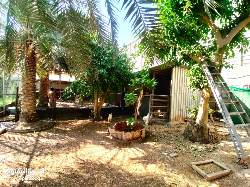 Garden Land for Rent with Animal & Bird Cages in Jeblat Hebshi - BD 550 (Inclusive)