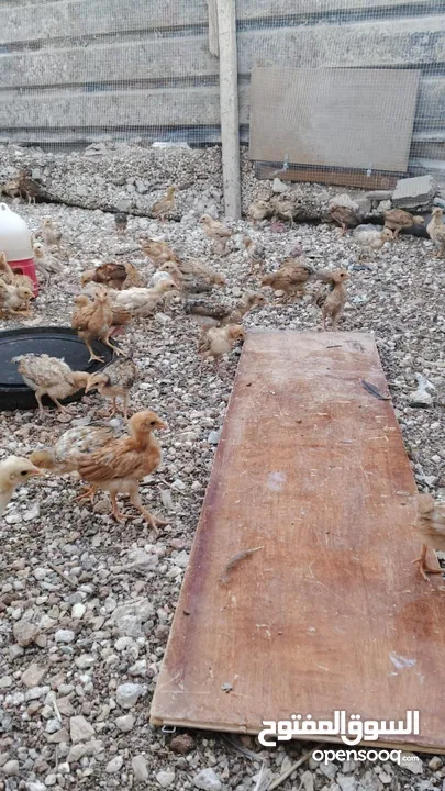 خم حمام بلدي ومعو انواع +صيصان بلدي عمر 33 يوم  للبيع بسعر الحرق الله يبارك لصاحب النصيب