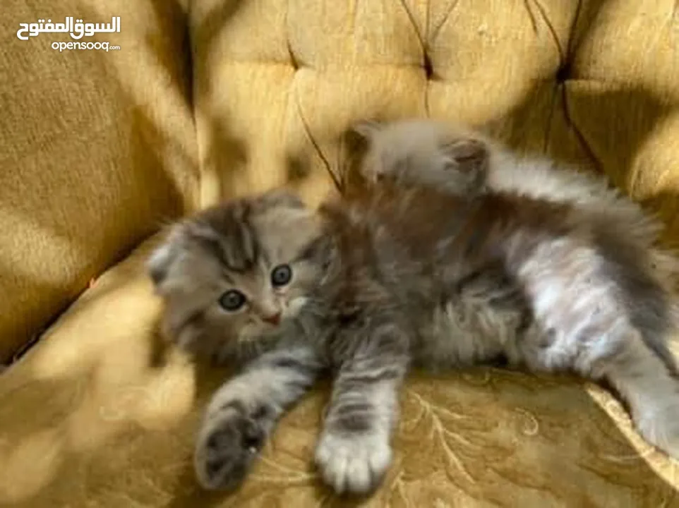 5 قطط مكس للبيع
