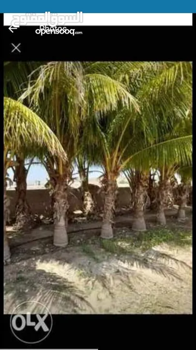 coconuts trees flor sale