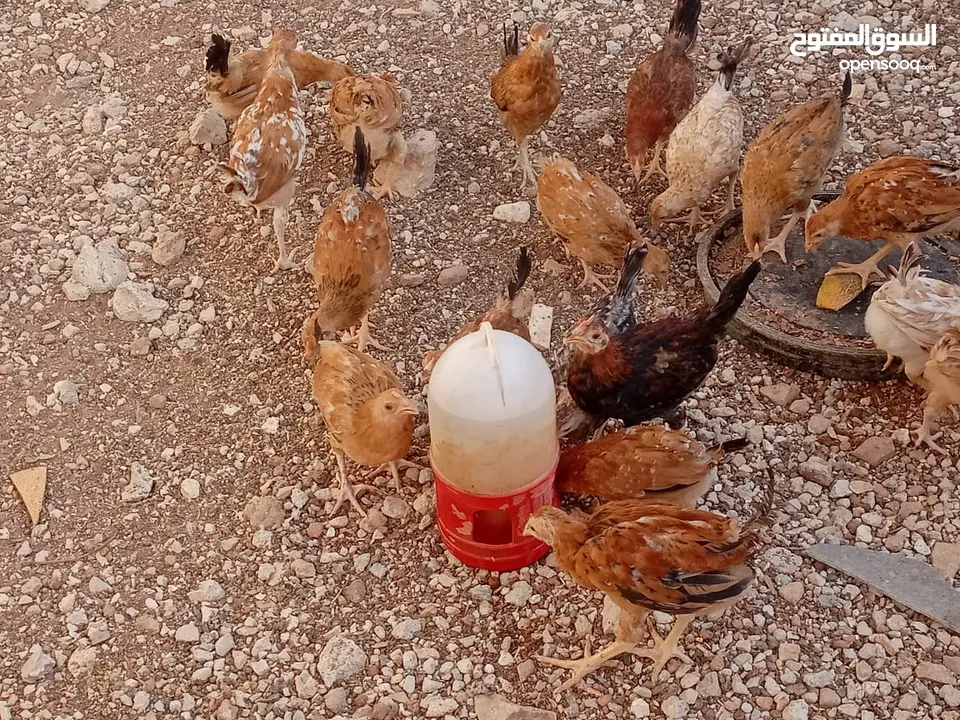 صوص بلدي للبيع