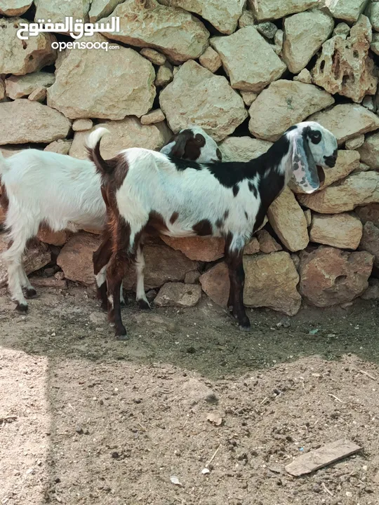 متاح طقم شعاري عجمي نخب اول